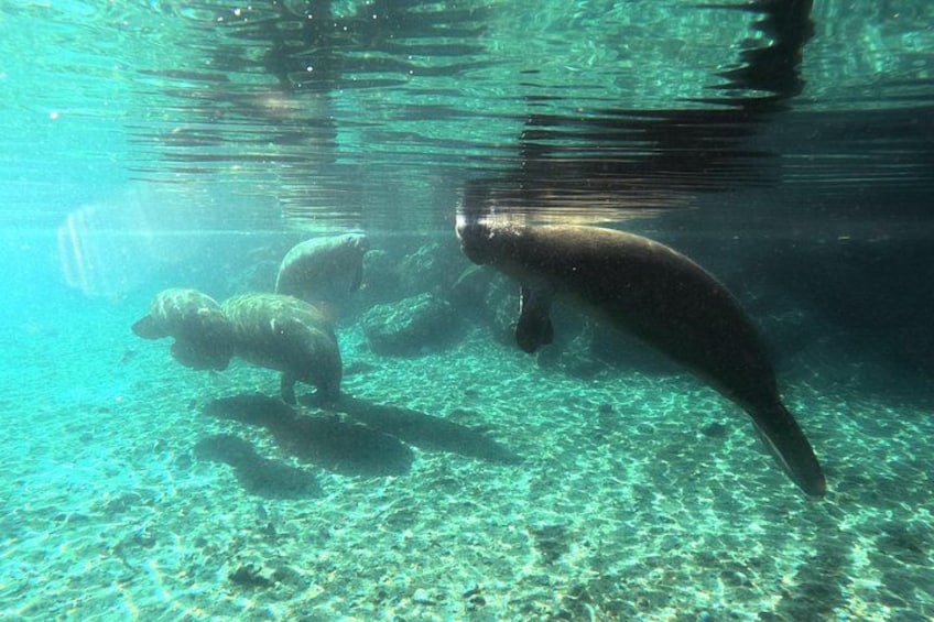 Escena submarina con agua cristalina, plantas acuáticas y un pez grande nadando. 3