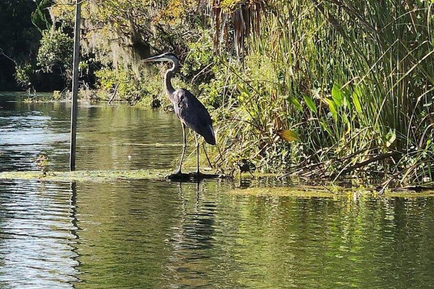 Een reiger die in ondiep water bij begroeiing staat. 2