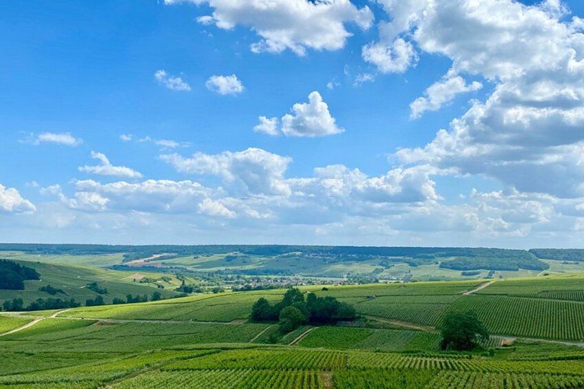 Champagne vineyards 1