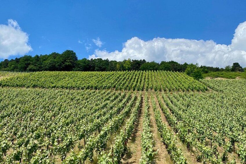 Champagne region 3