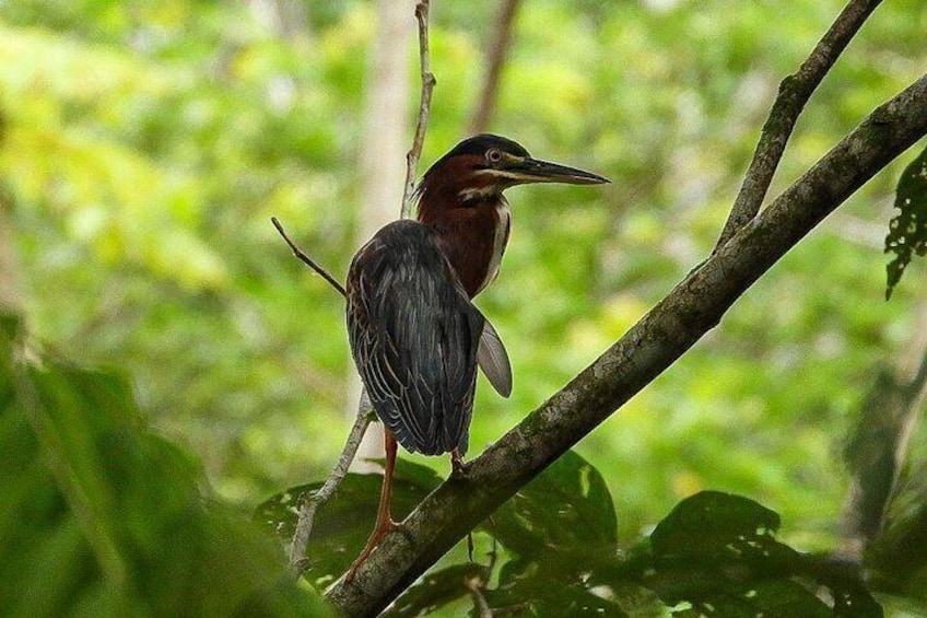 A bird perched on a branch in a green, leafy environment. 2