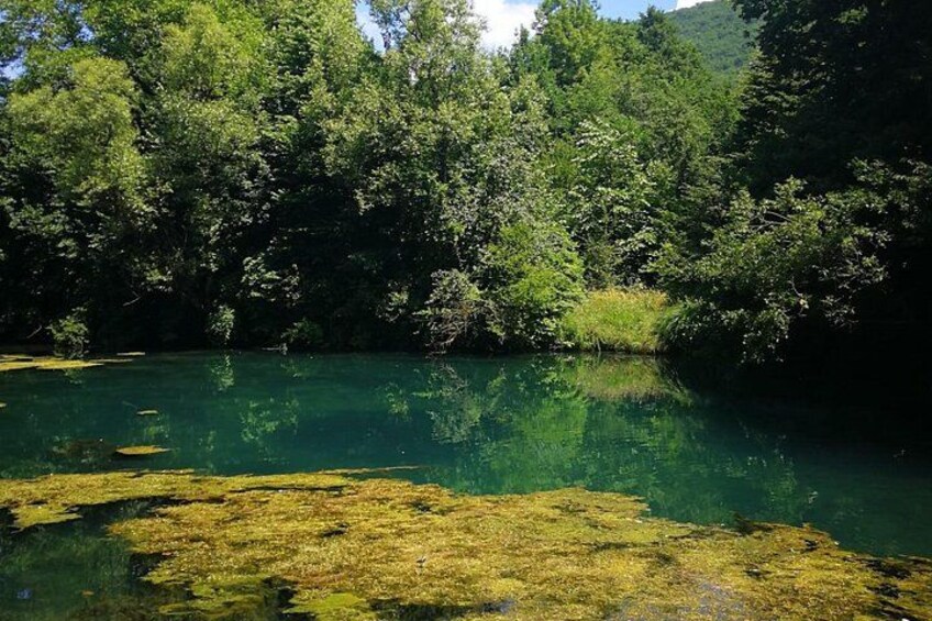 Un lago cristalino rodeado de un bosque tupido. 4