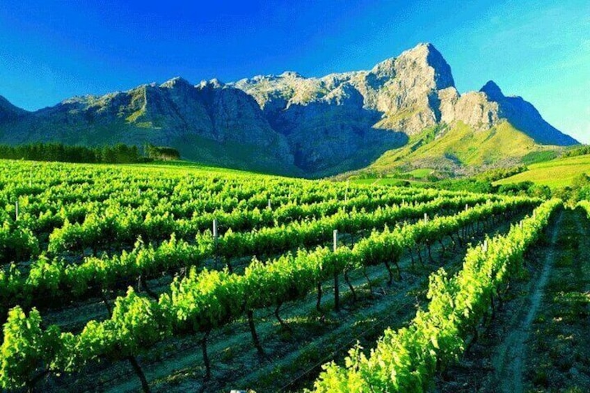 Private Winelands and Stellenbosch Franschhoek Wine Tasting tour 5