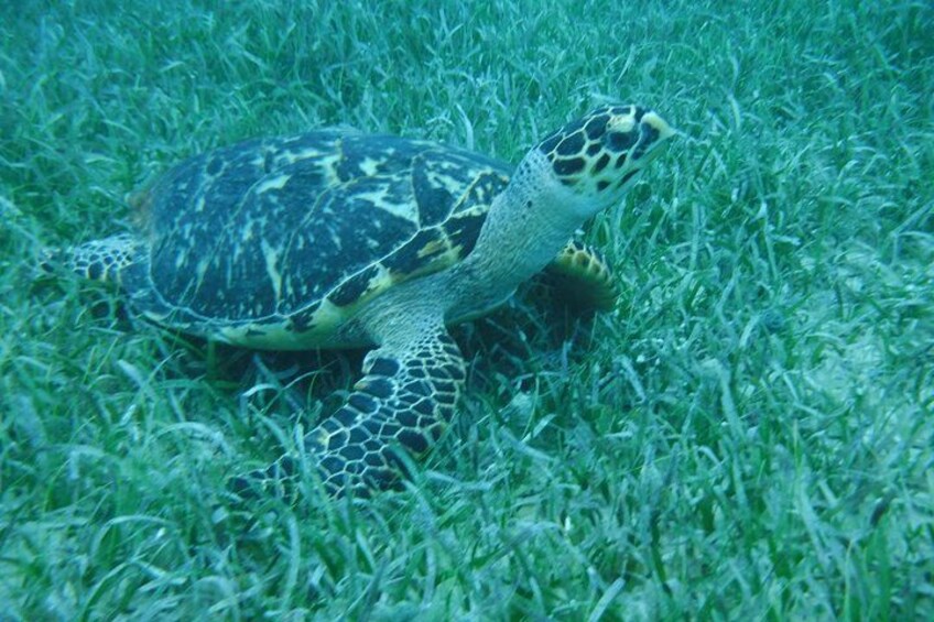 Full Day Charter from Fajardo to Culebra 2