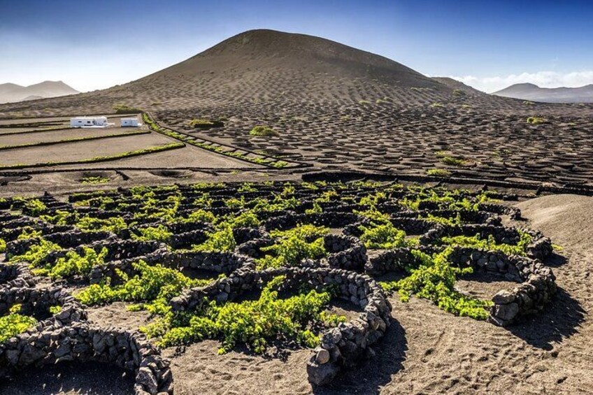 A vineyard with rows of grapevines and a mountain in the background. 5