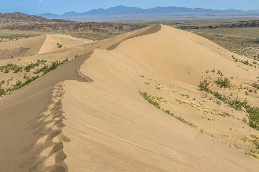 Un paysage désertique caractérisé par des dunes de sable et une végétation clairsemée. 2