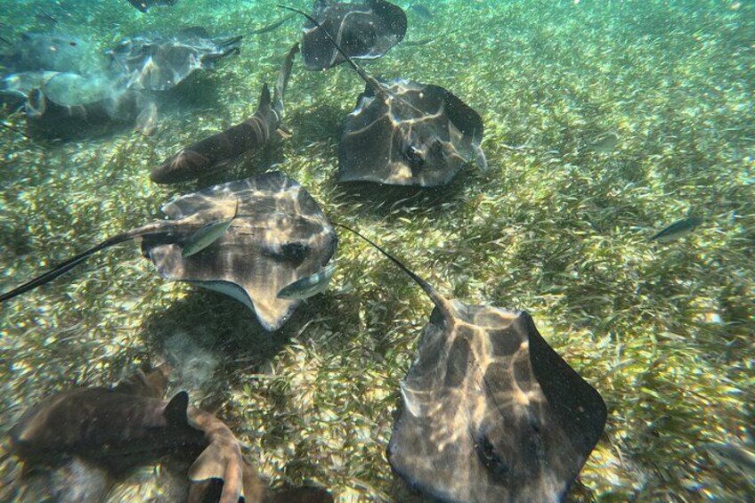Stingrays resting on a sea floor covered with seaweed. 4