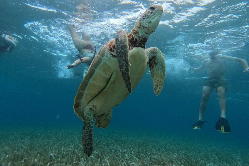 A sea turtle swimming underwater with a diver. 5