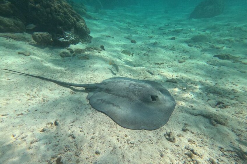 An underwater scene with a stingray on the sandy ocean floor, surrounded by rocks and other marine life. 2