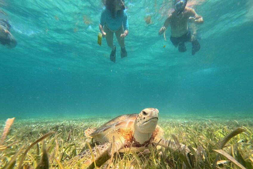 A turtle on the ocean floor with snorkelers above. 1
