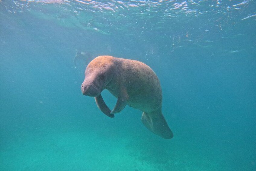 A manatee swimming underwater. 3