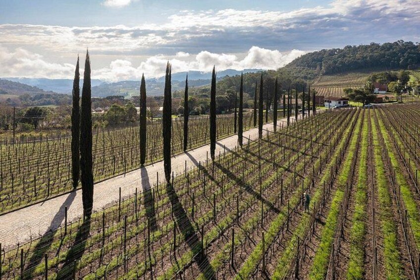 A vineyard with rows of grapevines and tall cypress trees. 1