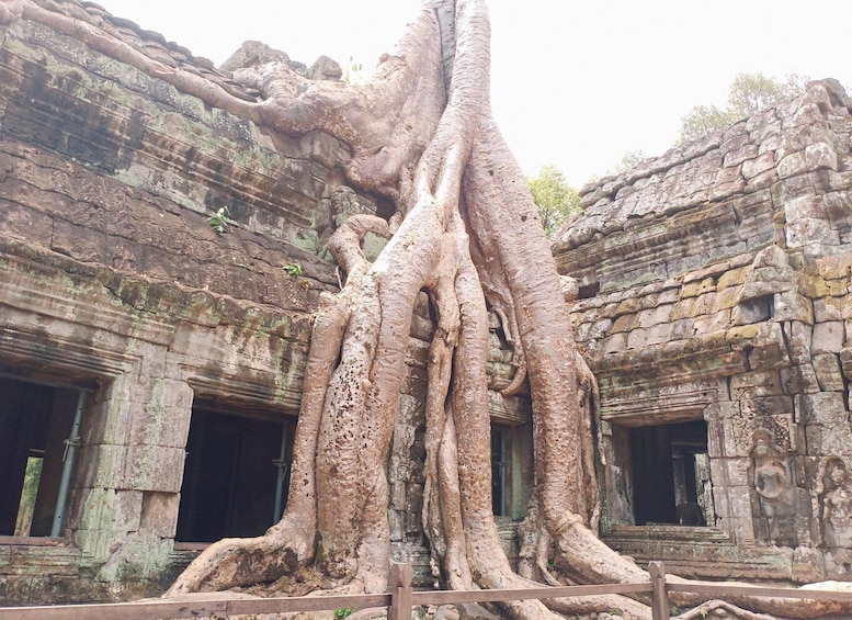 A large tree with extensive roots growing through ancient stone structures. 4