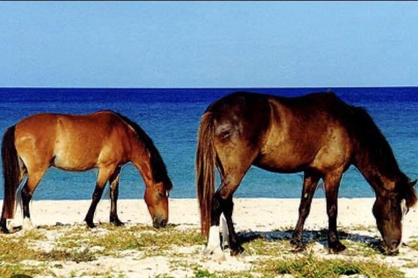 Exclusive Private Land Tour of Grand Turk 3