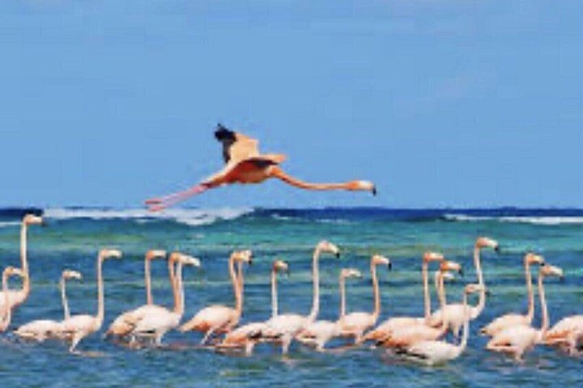 Exclusive Private Land Tour of Grand Turk 4