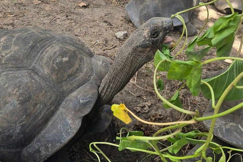 Giant Tortoise 4