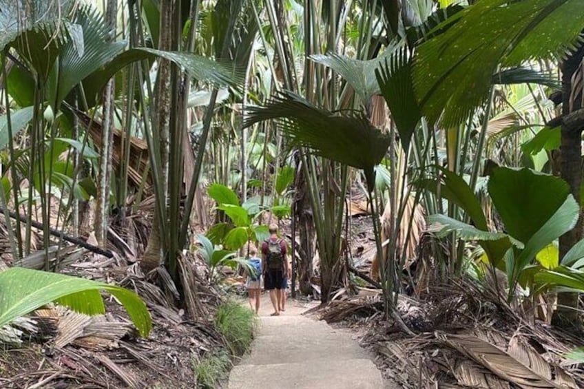 A narrow path through a dense tropical forest with tall palm trees and a dirt road. 5