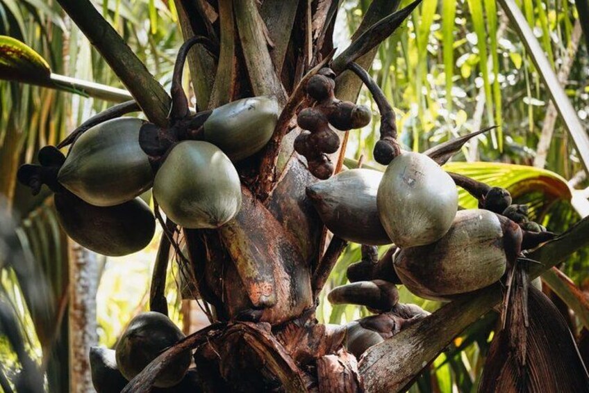 A tree with large, round fruits hanging from its branches. 4