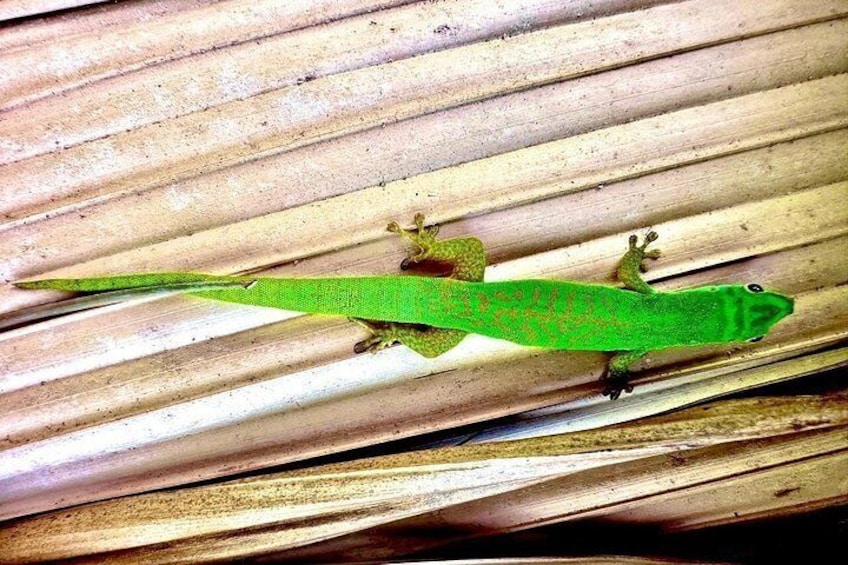 Green Gecko 2