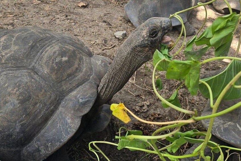 Giant Tortoise 5