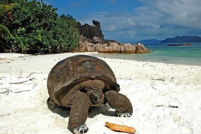 Half day Curieuse and St Pierre island Seychelles 3