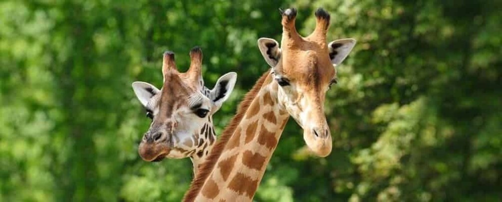 Twee giraffen staan dicht bij elkaar voor een groene, bladerrijke achtergrond. 4