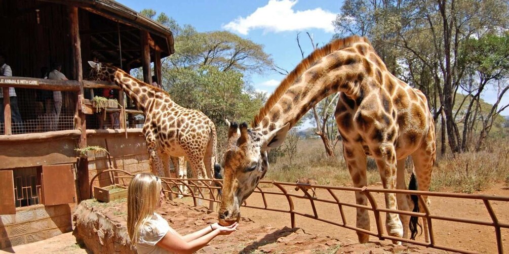 Een giraffe die eet in een dierenverblijf. 5