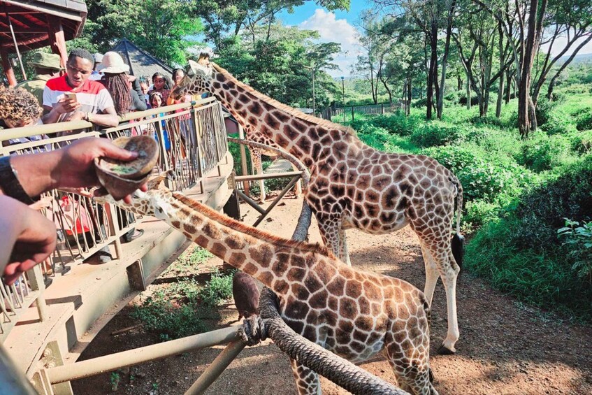 Giraffen eten in een dierentuinverblijf, terwijl bezoekers toekijken. 3