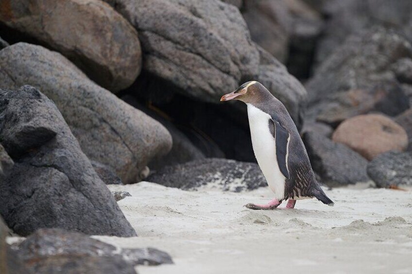 A penguin on a rocky beach. 4