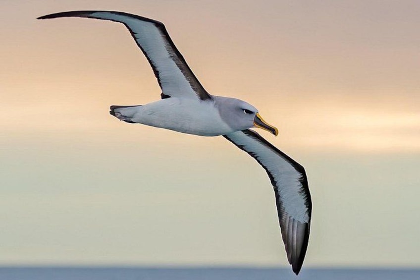 Bullers Albatross 4
