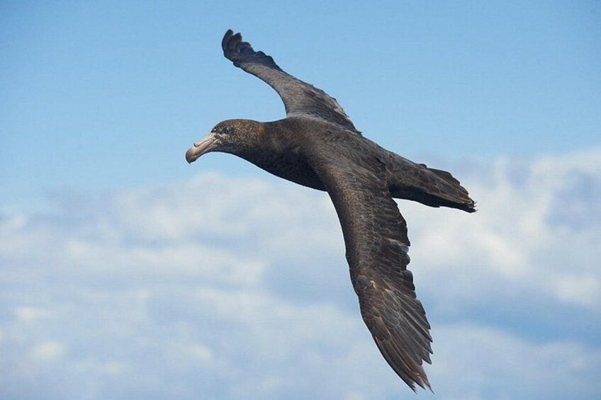 Giant Petrel 3