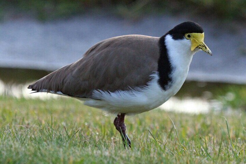 A bird standing on grass near a body of water. 2