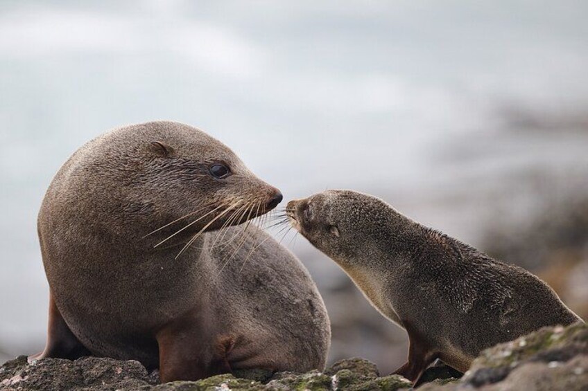 Deux phoques sur une plage rocheuse. 3