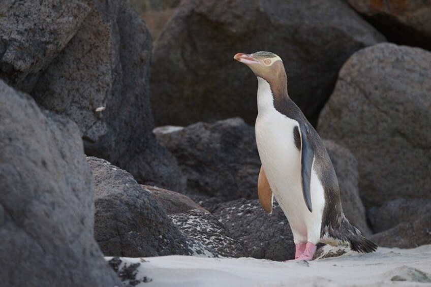 Un pingouin se tient sur une plage rocheuse. 1