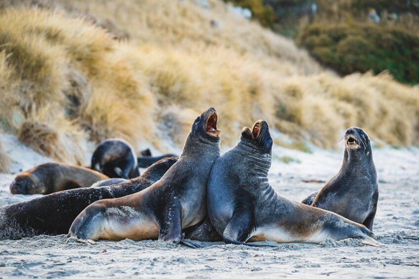 Boys being boys, NZ sea lions, Clearwater private access to secluded beach 5
