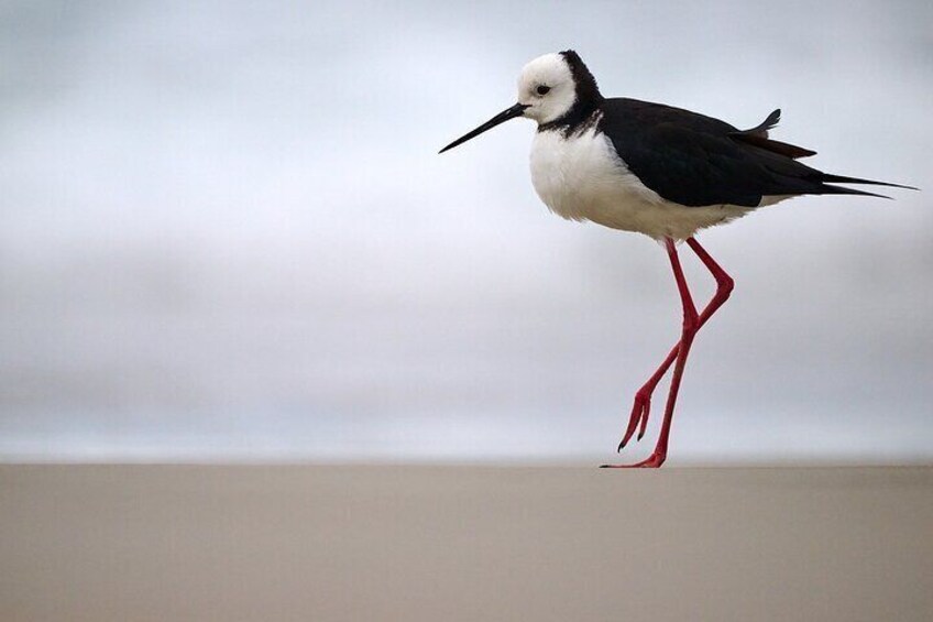 A bird standing on a ledge with red legs. 3