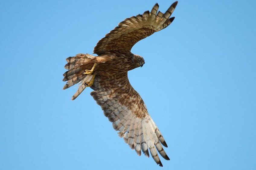 Australasian Harrier 2