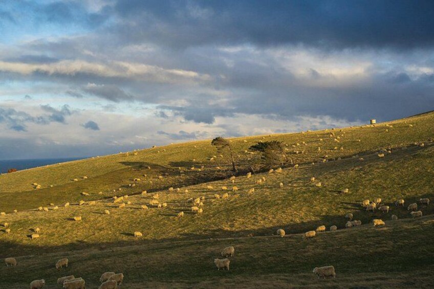 Lots of sheep always guaranteed with baby lambs late August to March. 2