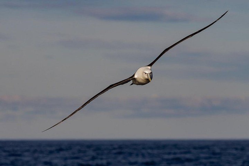 White Capped Albatross 5