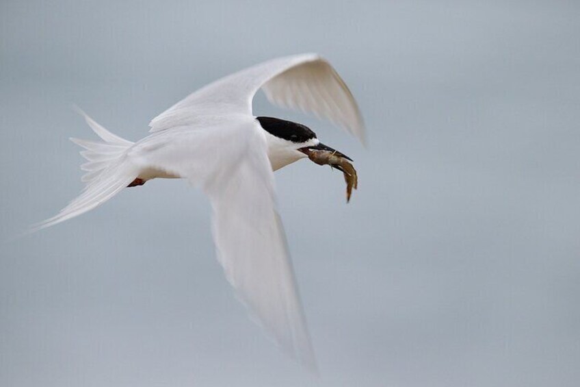 A bird in flight with a fish in its beak. 2