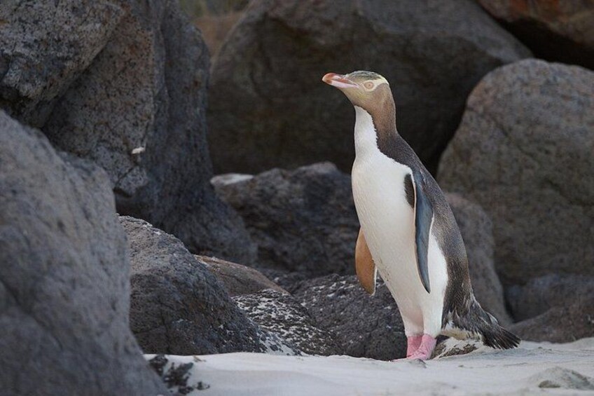 Yellow eyed penguin from our beach viewing hide 1