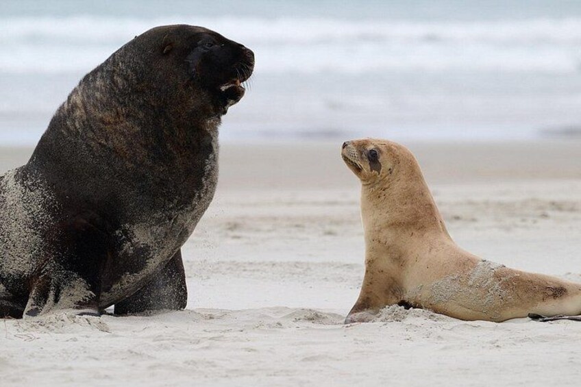Deux phoques sur une plage de sable, avec l’océan en arrière-plan. 2