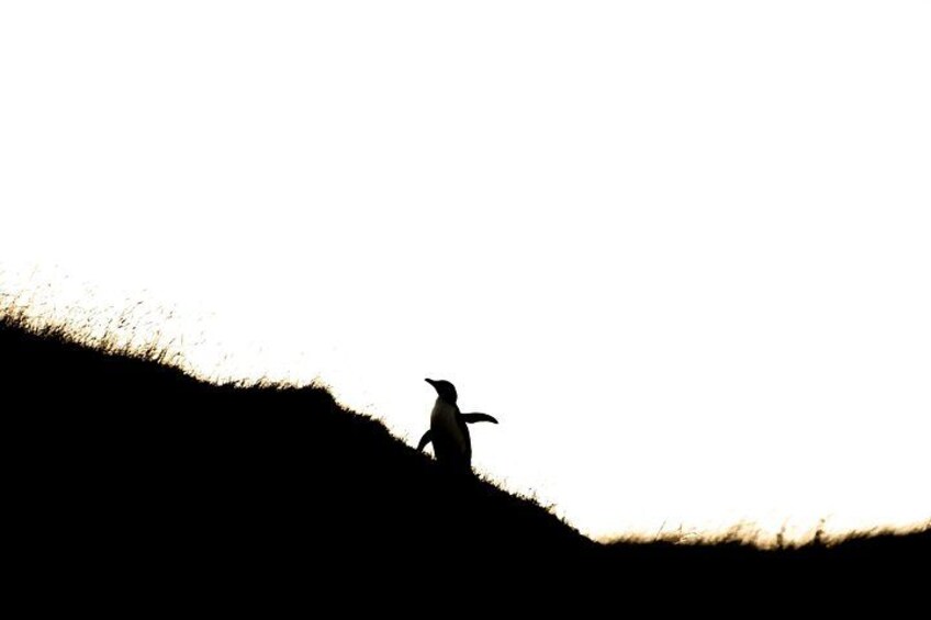 The sunset shot, yellow eyed penguin from beach reserve 4