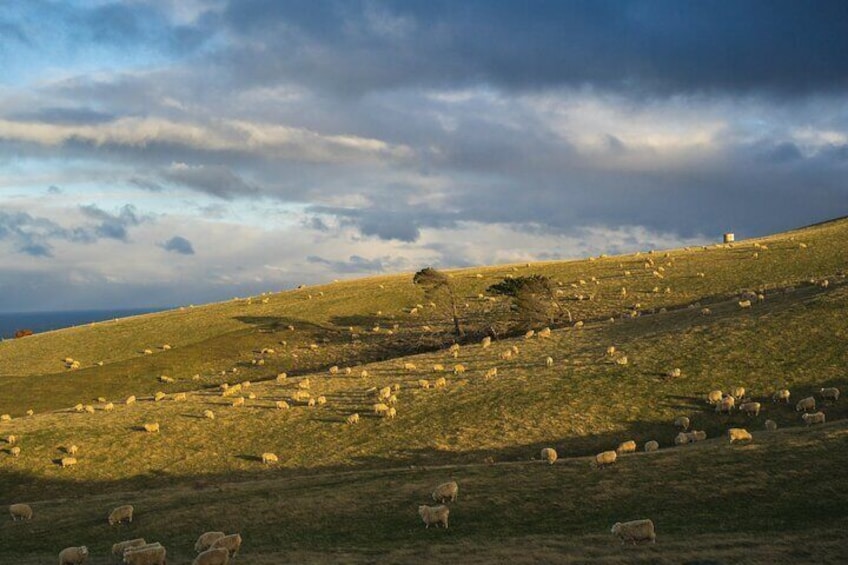 A grassy hillside with sheep scattered across the landscape. 4