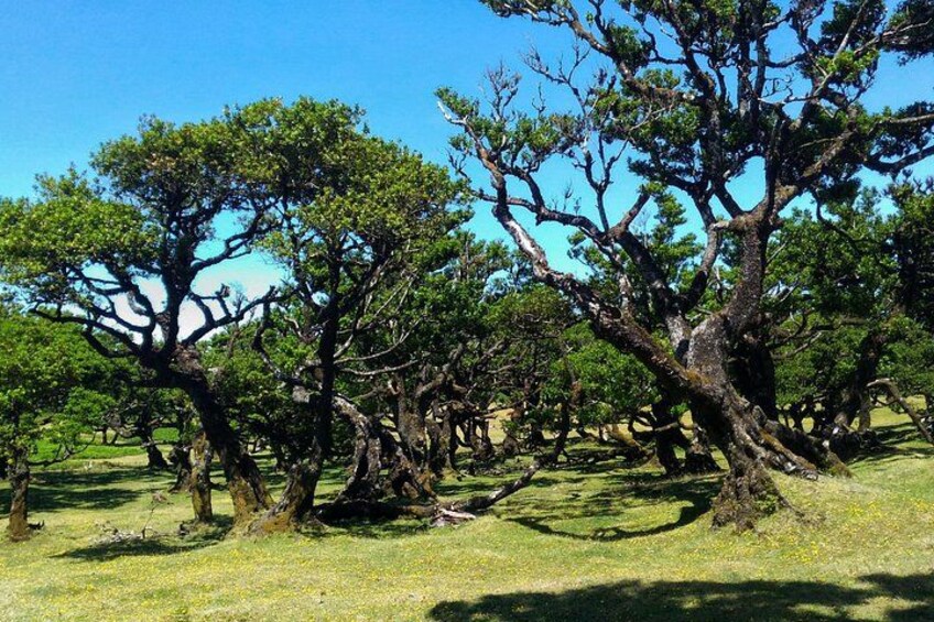 A grove of trees with twisted trunks and green foliage. 2