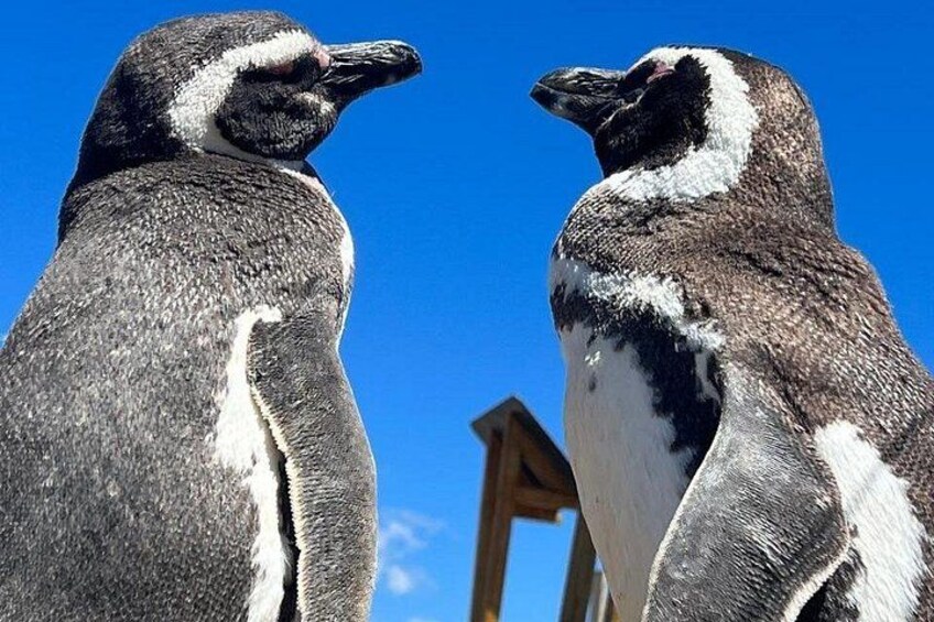 Dos pingüinos de pie juntos contra un cielo azul despejado. 1