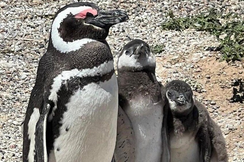 little Baby - Punta Tombo 3