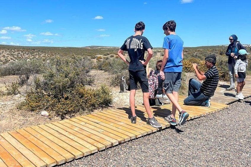 Punta Tombo 2