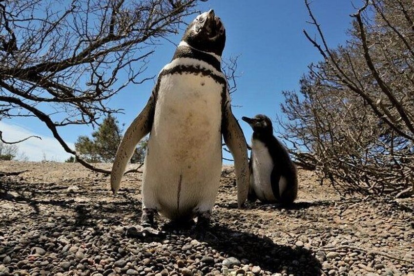 Magellanic Penguin Punta Tombo 4