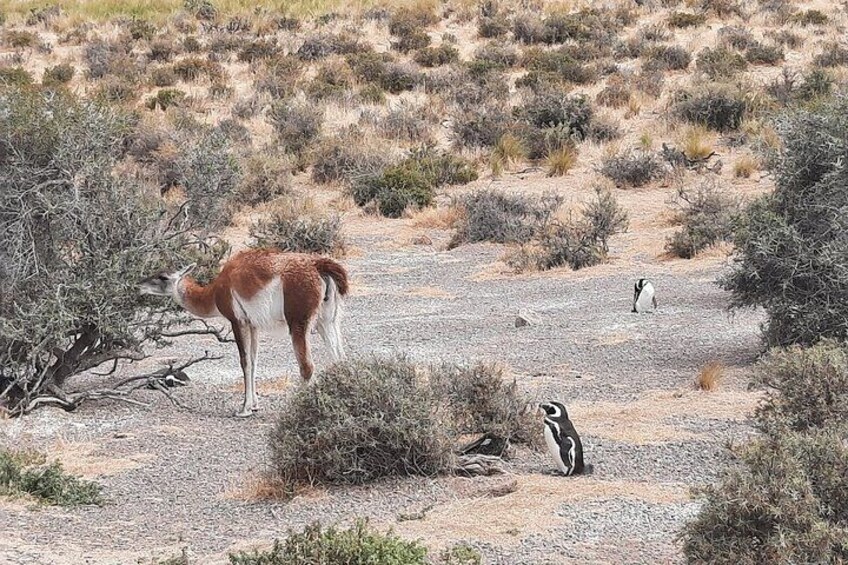Guanaco and Pinguin 2